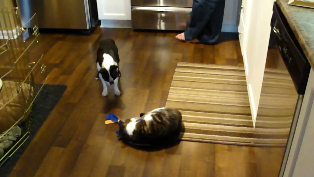 Boston Terrier vs. mean cat