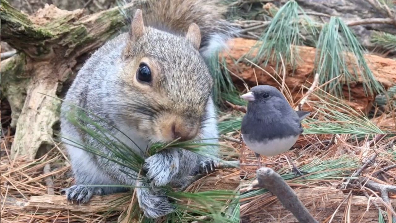 Pine Forest Birdwatching; Woodland Birds & Squirrels. Wildlife Viewing for People & Pets. Cat TV 🐿️🪶