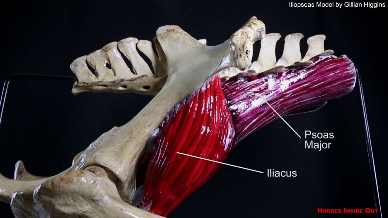 Horse Pelvic Muscles - The Iliopsoas group