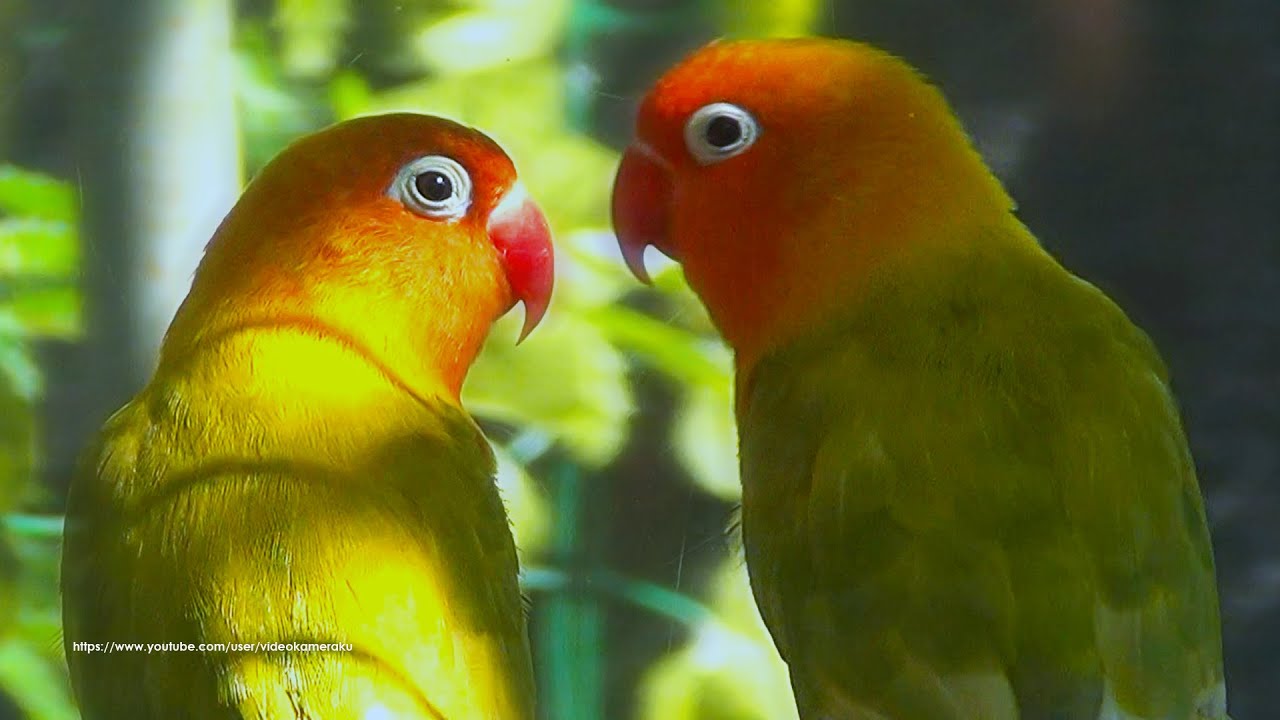 Two Fischer's Lovebirds Chirp From Midday to Late Afternoon