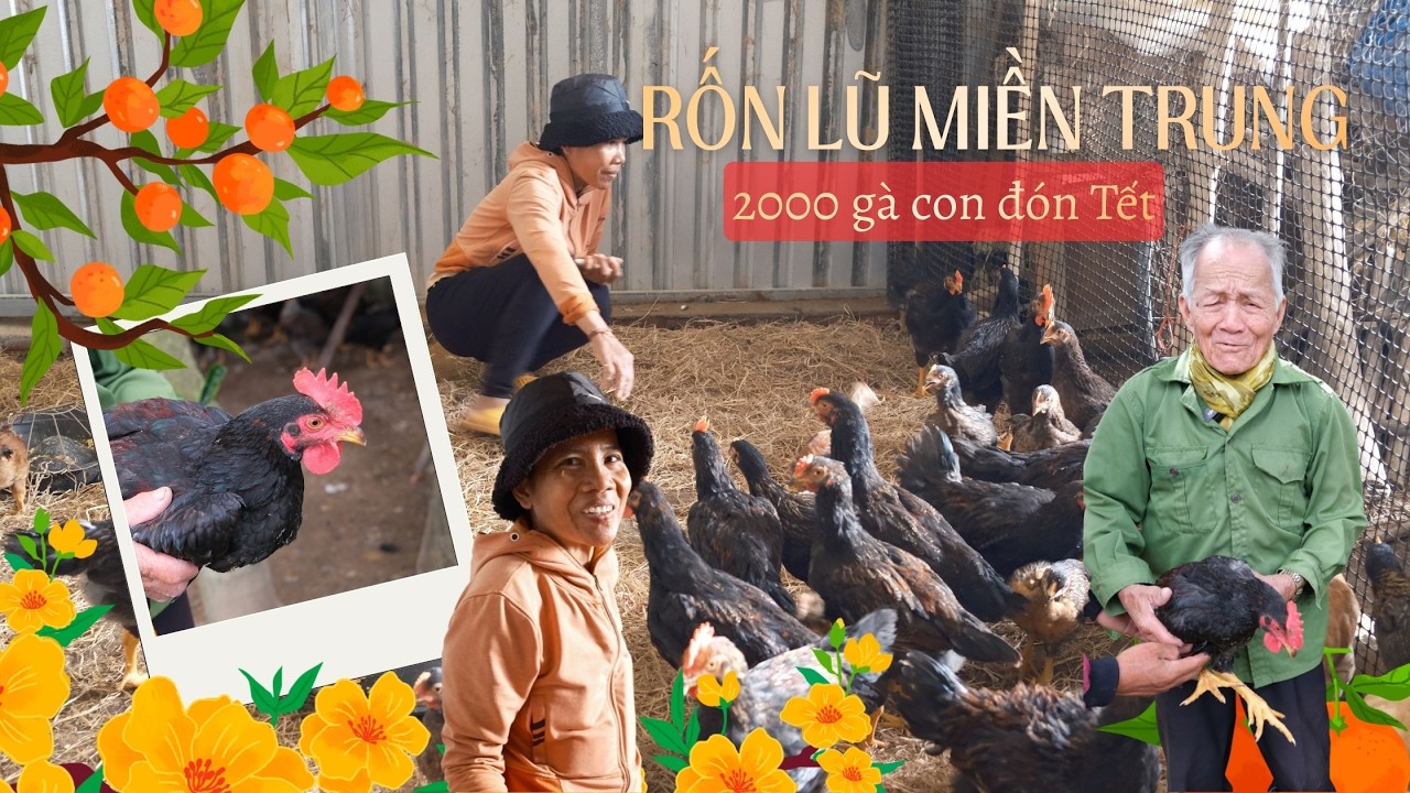 Tặng 2.000 con gà cho bà con vùng rốn lũ bay về quê đón Tết, nghe tin đàn gà đã lớn