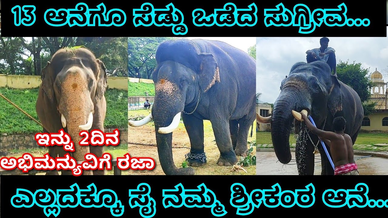 ಅಭಿಮನ್ಯು ಇನ್ನು ಎರಡು ದಿನ ತಾಲೀಮಿಗೆ ಬರಲ್ಲ,ಎಲ್ಲದಕ್ಕೂ ಸೈ ನಮ್ಮ ಶ್ರೀಕಂಠ ಆನೆ... 