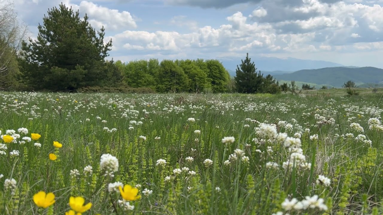 Enchanting High Mountain Meadow: A Tapestry of Spring Flowers and