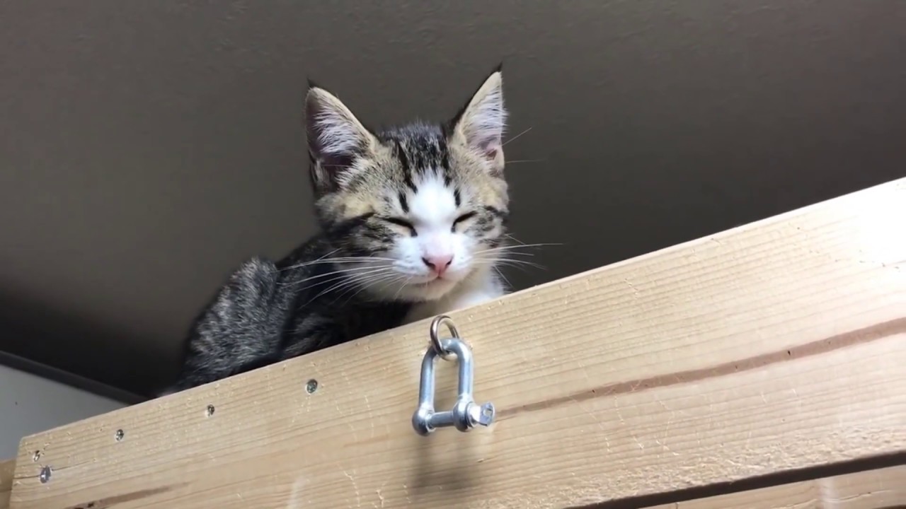 元気が有り余っているオデコの日常ががかわいい