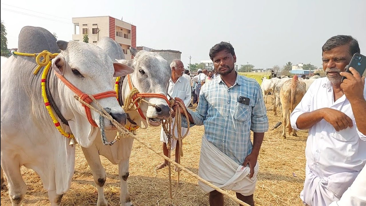 Biggest Stone pulling Ongole Bulls in Pebbair market 