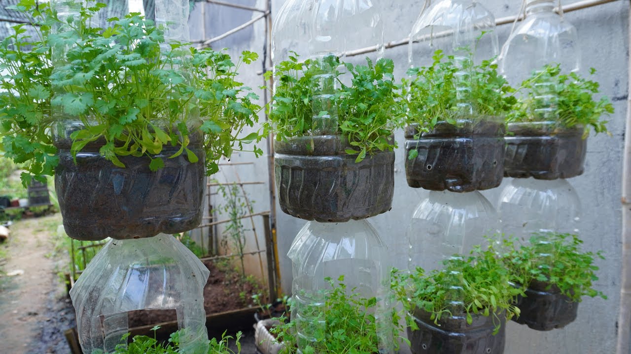 how to grow coriander in plastic bottles at home