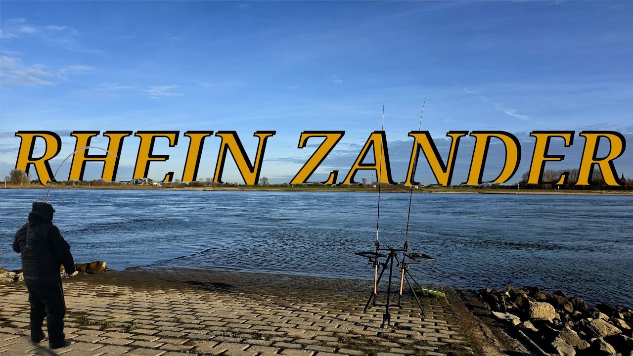 Zander angeln am Rhein mit Köderfisch #angel #fishing #Zander #deadbait #raubfischangeln #Rhein 