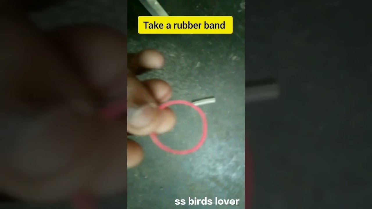 simple treatment for birds splayed leg... #petlover #lovebird