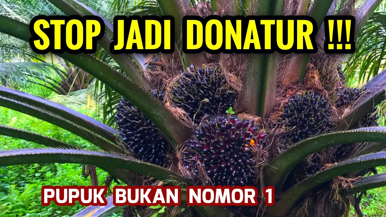 Stop Jadi Donatur Pupuk! 3 Rahasia Ini Jauh Lebih Penting daripada Pupuk