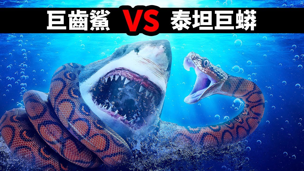 要是巨齒鯊遇上史上最大的蛇，會發生什麼事