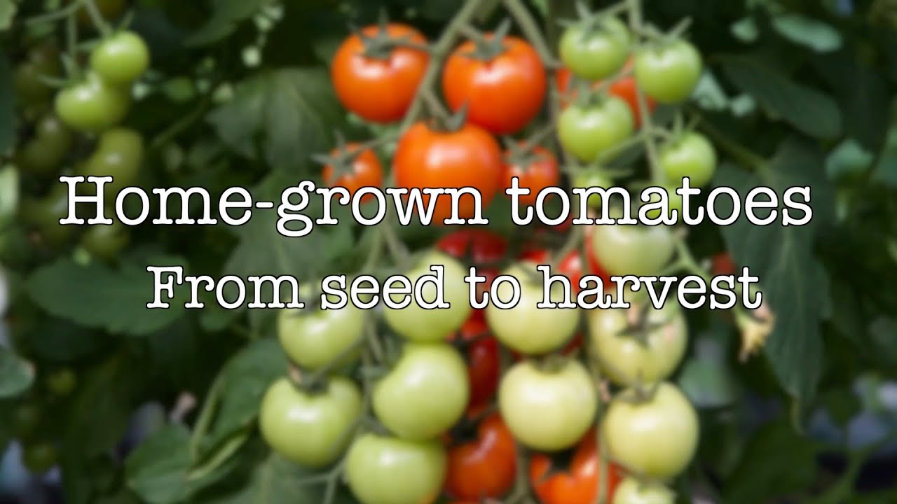 Tomatoes  - Seed to harvest