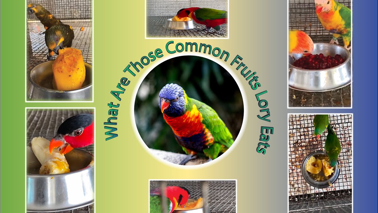 Common Fruits For Lori ||Common Fruits For Lory