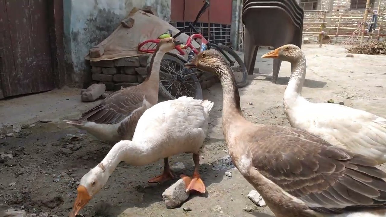 Raj hans ki awaj to suniye#share #like #birdwatching #birdsounds