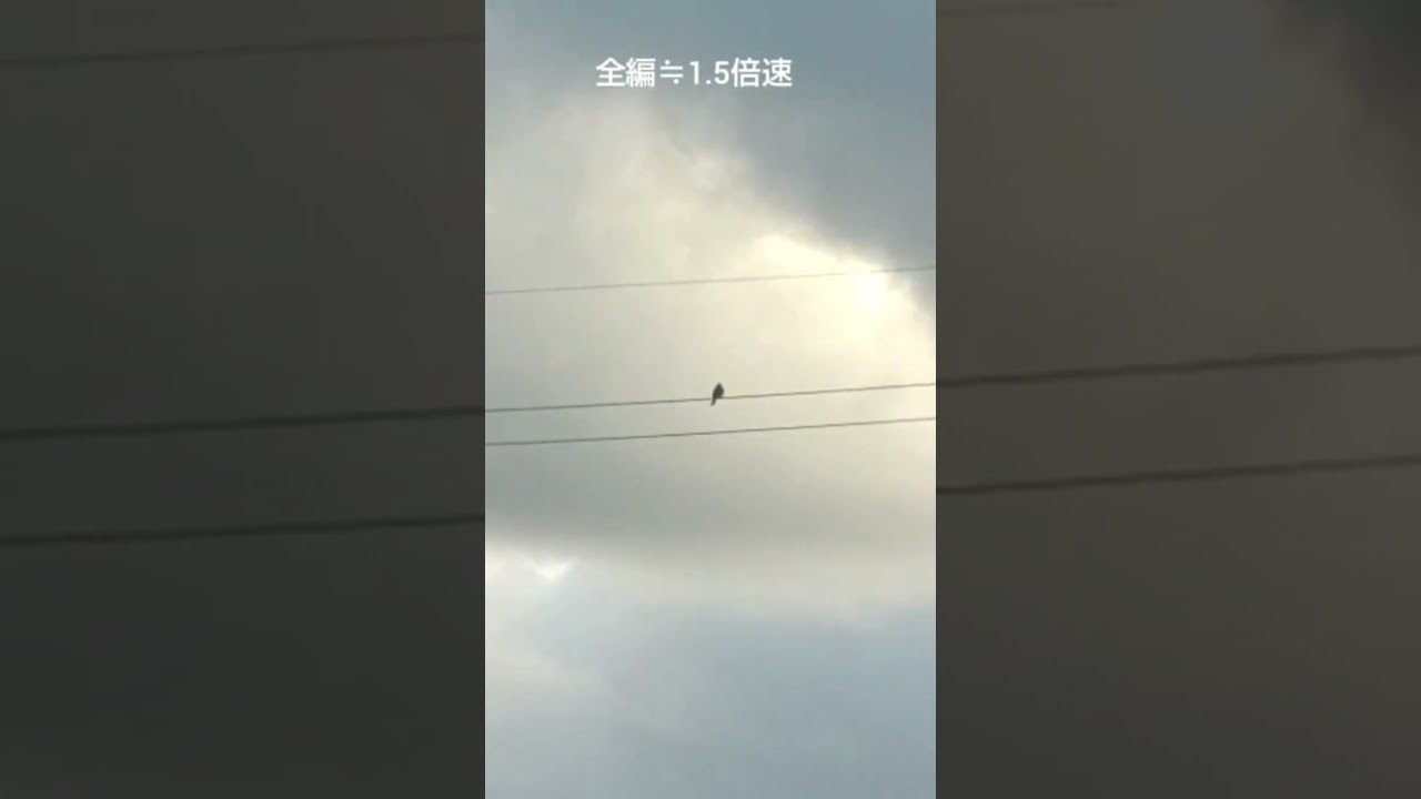 新🌏次元浄化🙏✝️☦️3/6.26🌏💫🦅⚡ 新地球🤍🦢オーバーレイ⚪STUP1/2全 ❔#今日の鳥達と周辺 #mimic #nature #god  #異次元 #空間擬態