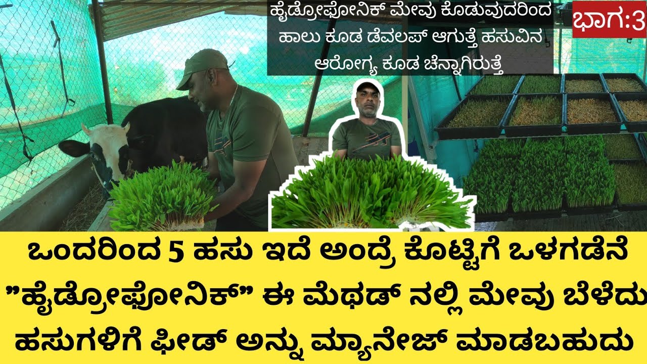 ಕಡಿಮೆ ಬಂಡವಾಳ ಹಾಕಿ ಹೈನುಗಾರಿಕೆ ಮಾಡ್ತಿದ್ದೀನಿ...ಭೂಮಿ ಇಲ್ಲ ಅನ್ನೋರು ಈ ರೀತಿಯಾಗಿ ಮೇವನ್ನ ಬೆಳೆದುಕೊಳ್ಳಬಹುದು ಅದು