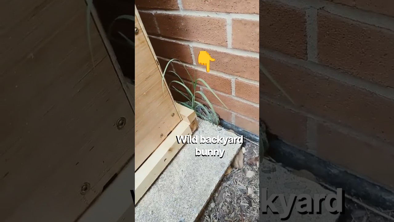 Wild tube baby bunny. I found another one and where it likely came from. minimum forecast 50 F