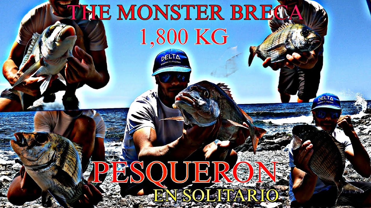 DIA INOLVIDABLE .BRECA 1,8 KG DESDE COSTA. PESQUERON EN LA COSTA DE GRANADA SURFCASTING FAMILY