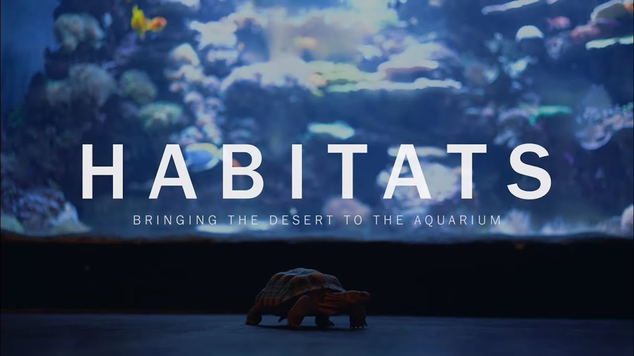 Habitats: Brining the Desert to the Aquarium