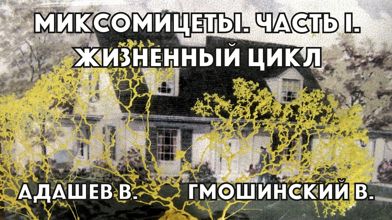 Миксомицеты. Часть 1. Жизненный цикл и строение спороношения