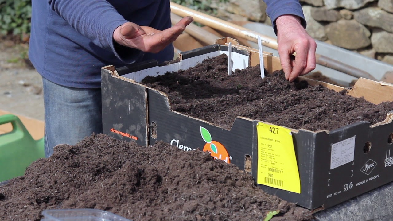 Gardening for Biodiversity:  Cardboard Box Garden
