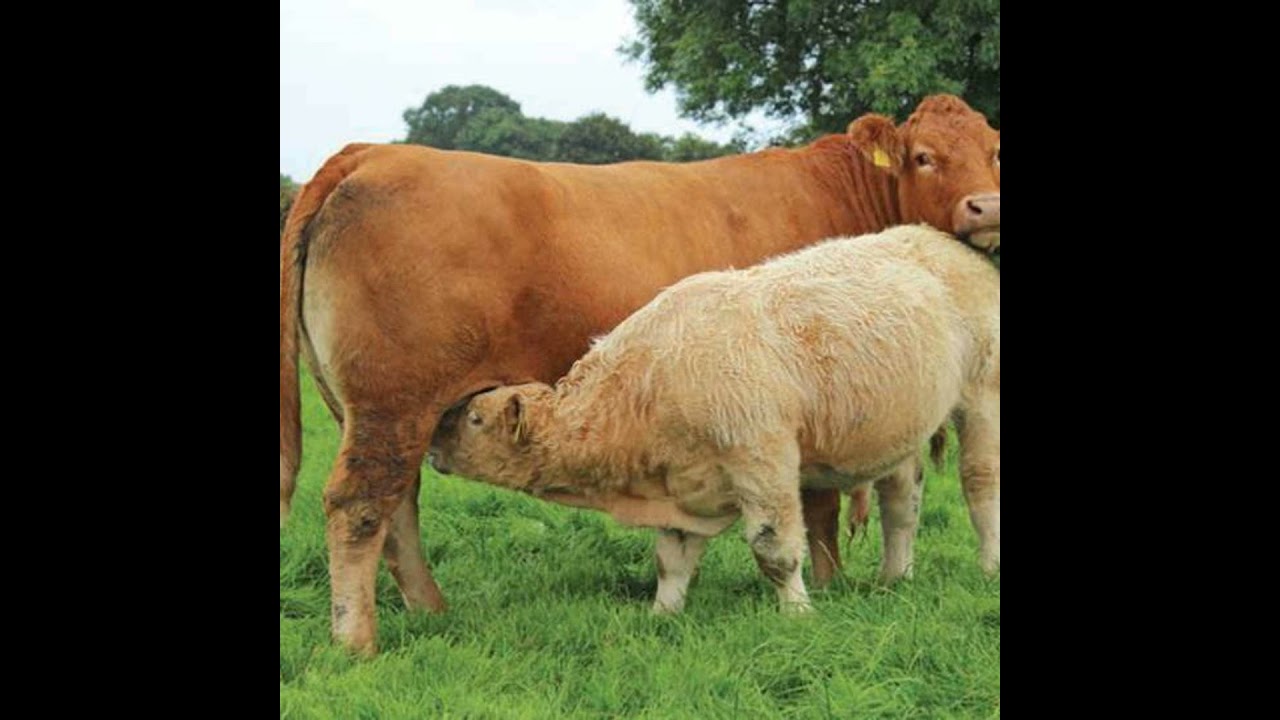 The Beef Welfare Scheme &ndash; what you need to know