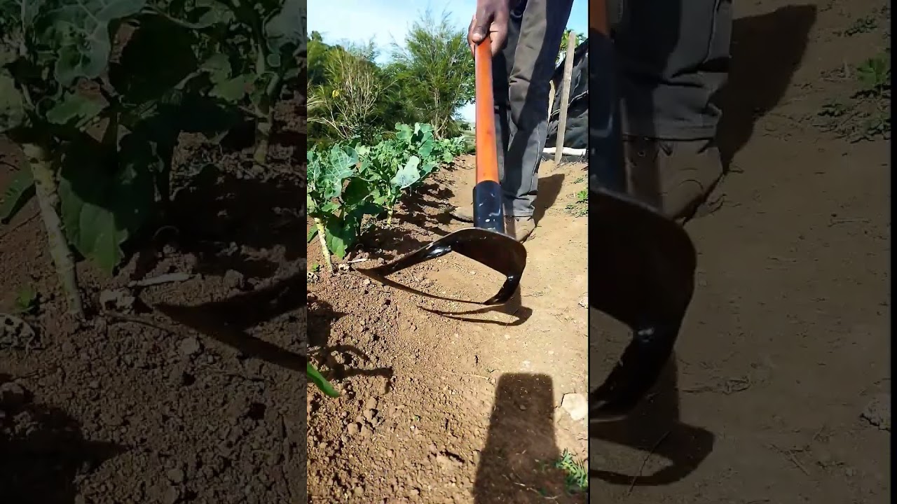 Hollow Hoe. The Ripper. Homemade tools will nip off Weeds so fast you won't Believe.
