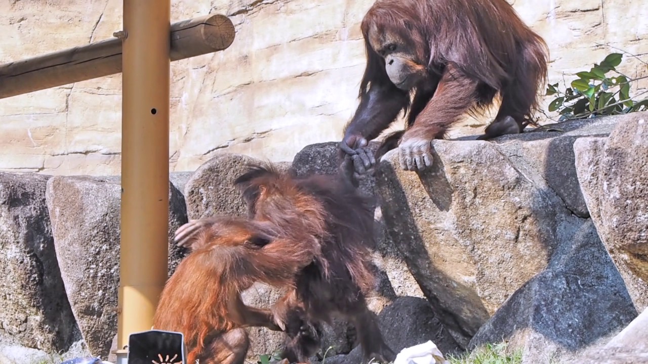 キキ、リキ＆ジュリ―、チェリア・オランウータン