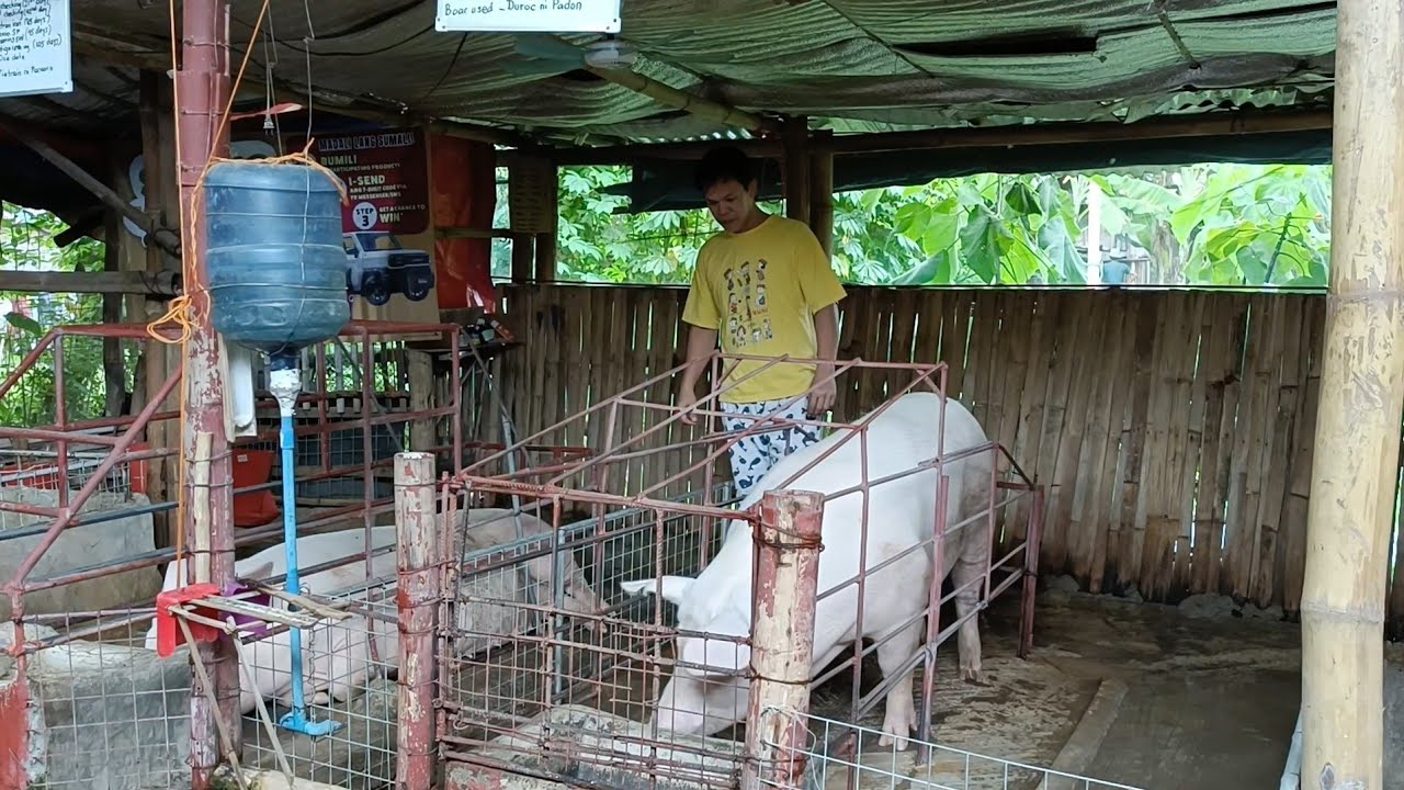 Inahing baboy walang gana kumain after walay at matamlay after walay sa biik gawin ito