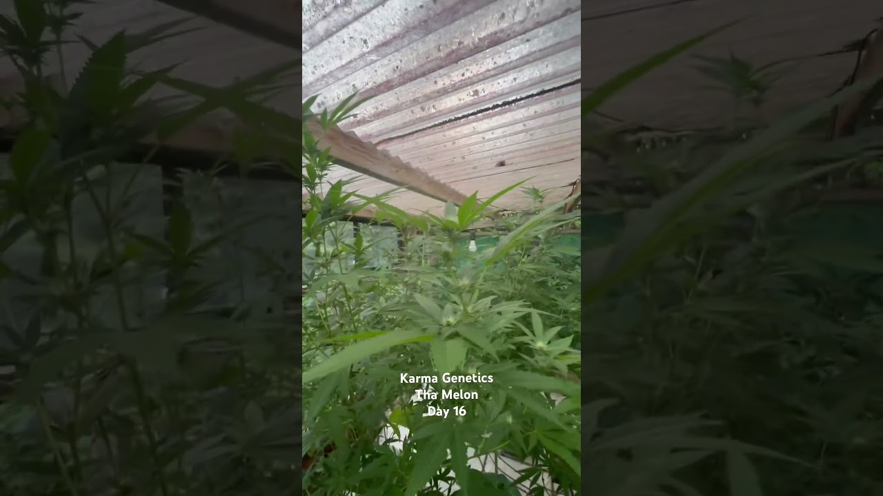 Small Hawaiʻi outdoor medical cannabis garden