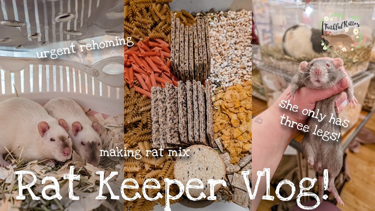 I adopted a rat with only 3 legs!🥺 | Rat Keeper Vlog 