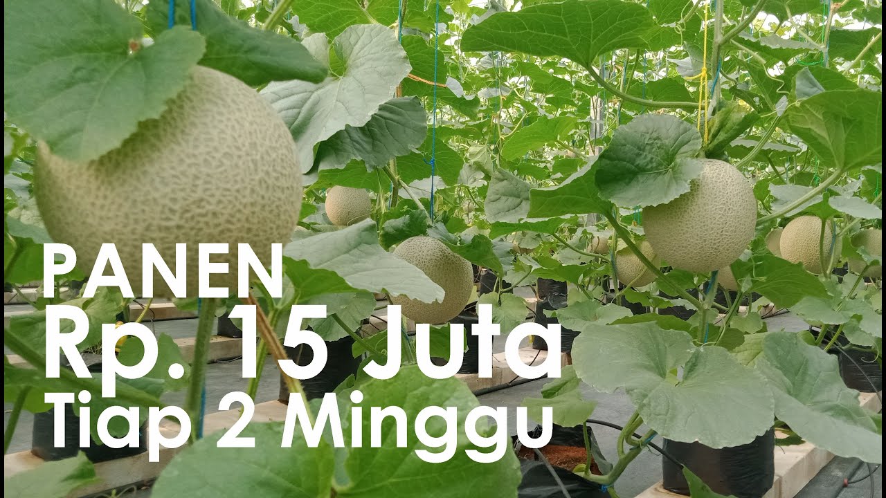 Cara Budidaya Melon Green House Hasil Rp 15 Juta Tiap Panen Rotasi 2 Minggu || Melon Hidroponik