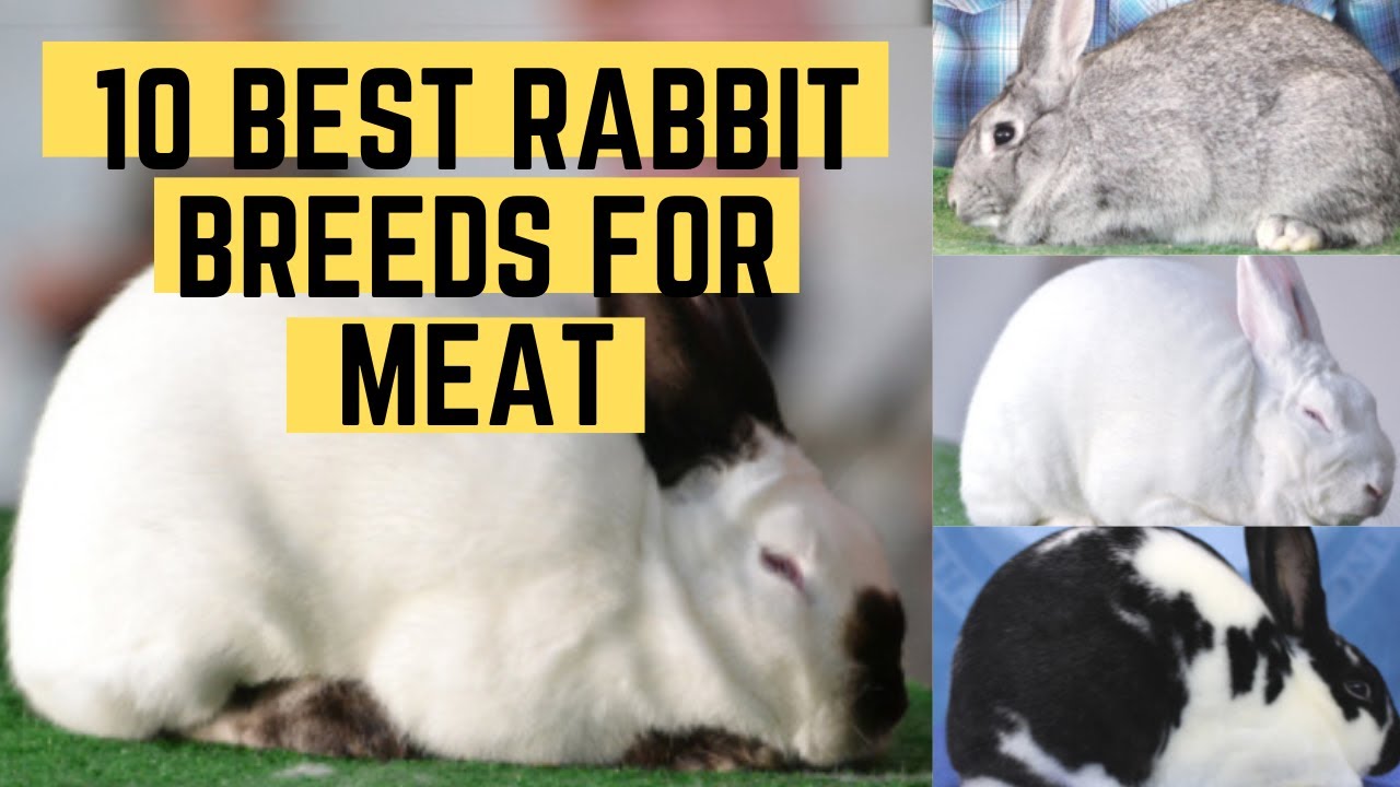 Top 10 Rabbit Breeds for Meat