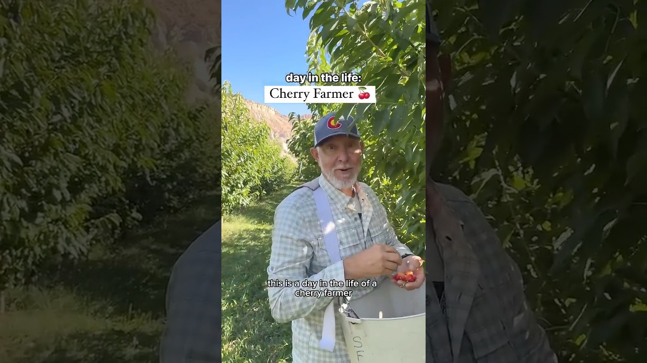 Day in the life of a cherry farmer in colorado👇🏻