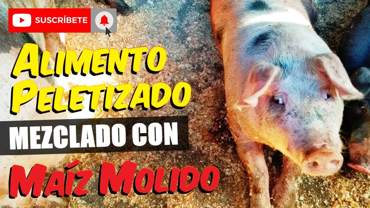 Maíz Molido más Alimento Peletizado, FUNCIONARÁ ???