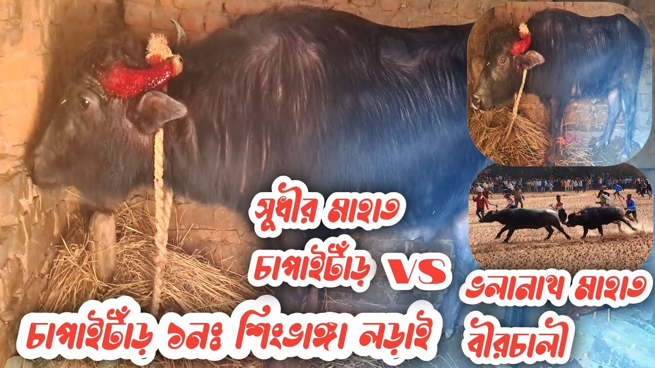 চাপাইটাঁড় ১নঃশীংভাঙ্গা কাড়ালড়াই/সুধির মাহাত বনাম ভলানাথ মাহাত ১নঃ কাড়ালড়াই চাপাইটাঁড়/1NoLarai 