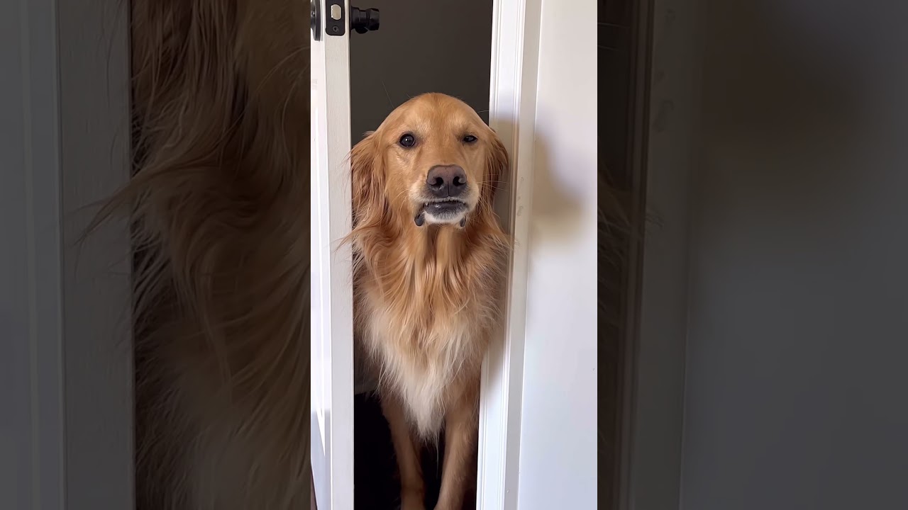 Life with a clingy dog!