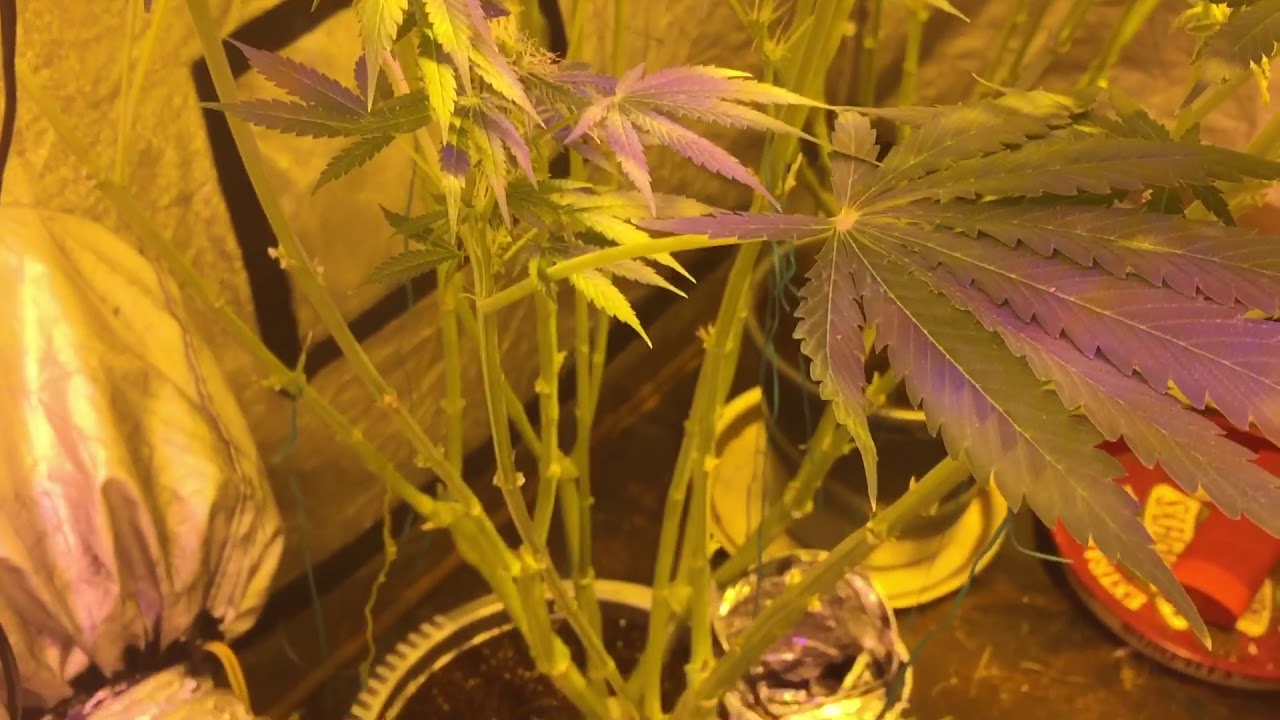 Update day 33 flower