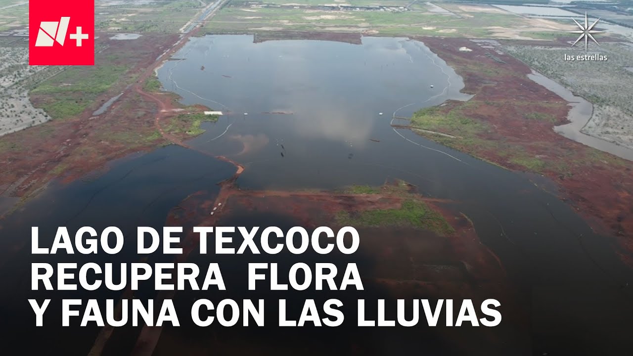 Flora, fauna y actividades productivas regresan al Lago de Texcoco por temporada de lluvias