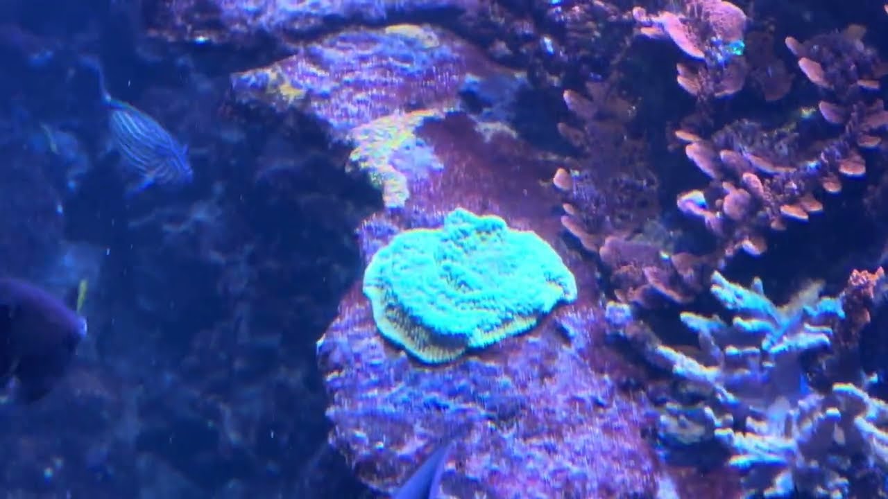 Added in some SPS and other corals from Jeff & Brad