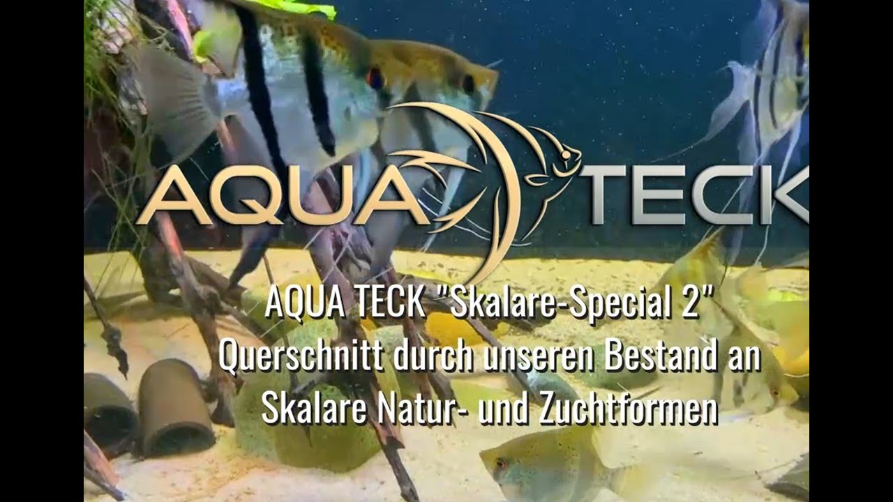 AQUA TECK Skalare Special 2