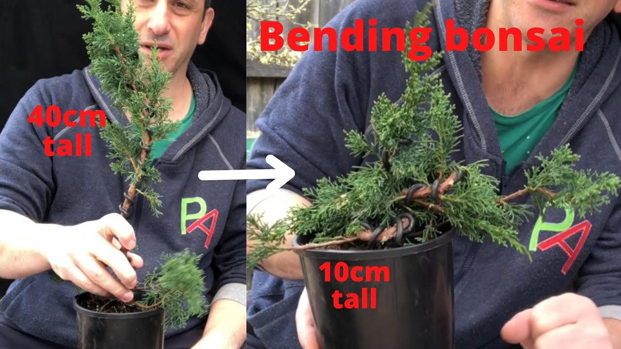 Bending bonsai - how to bend long trunks into small bonsai trees