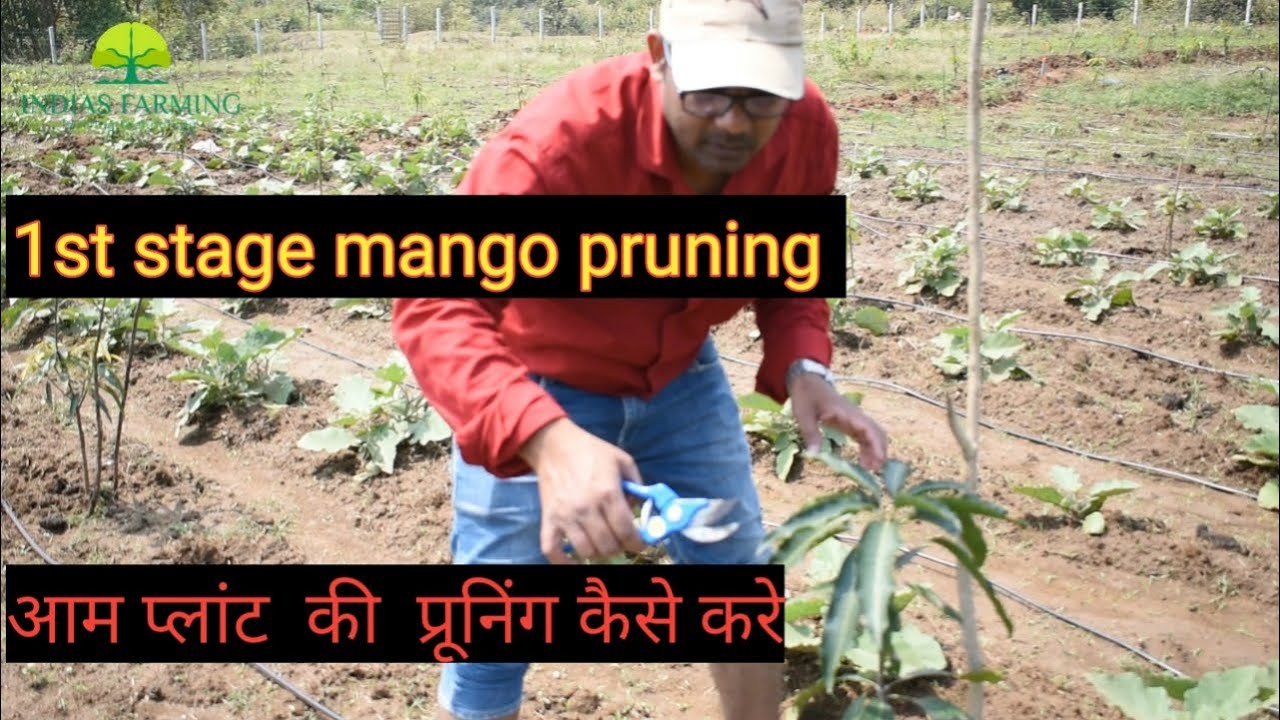 How to do mango pruning||आम के पौधे की छंटाई कैसे करें
