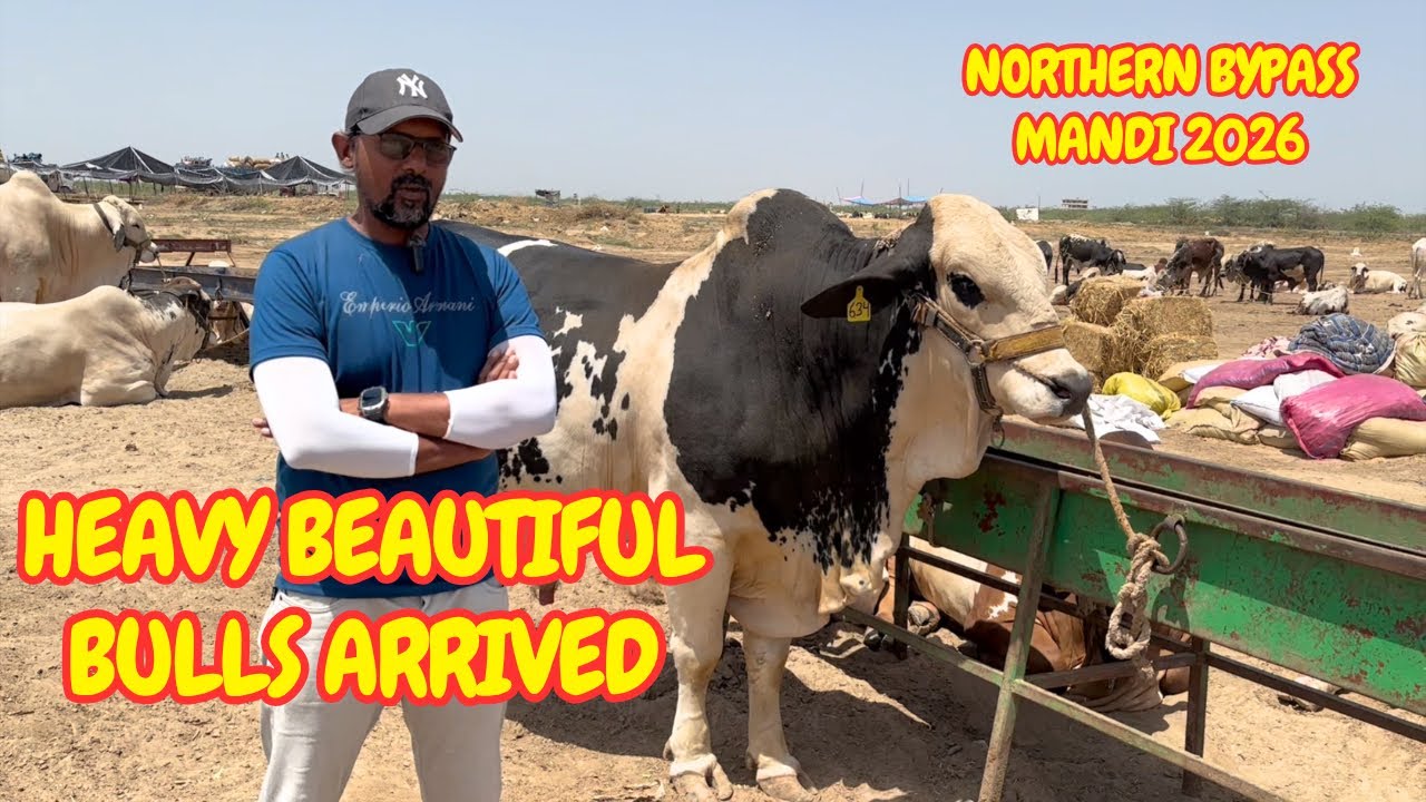 Beautiful Heavy Bulls In Northern Bypass Mandi 2026