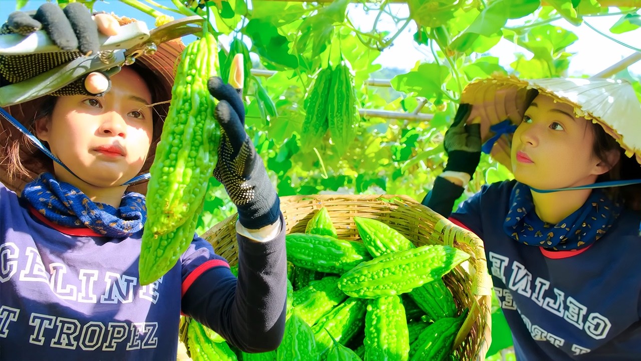 Harvesting Ripe Bitter Gourd | Selling at the Local Market & Cooking Bitter Melon With Eggs