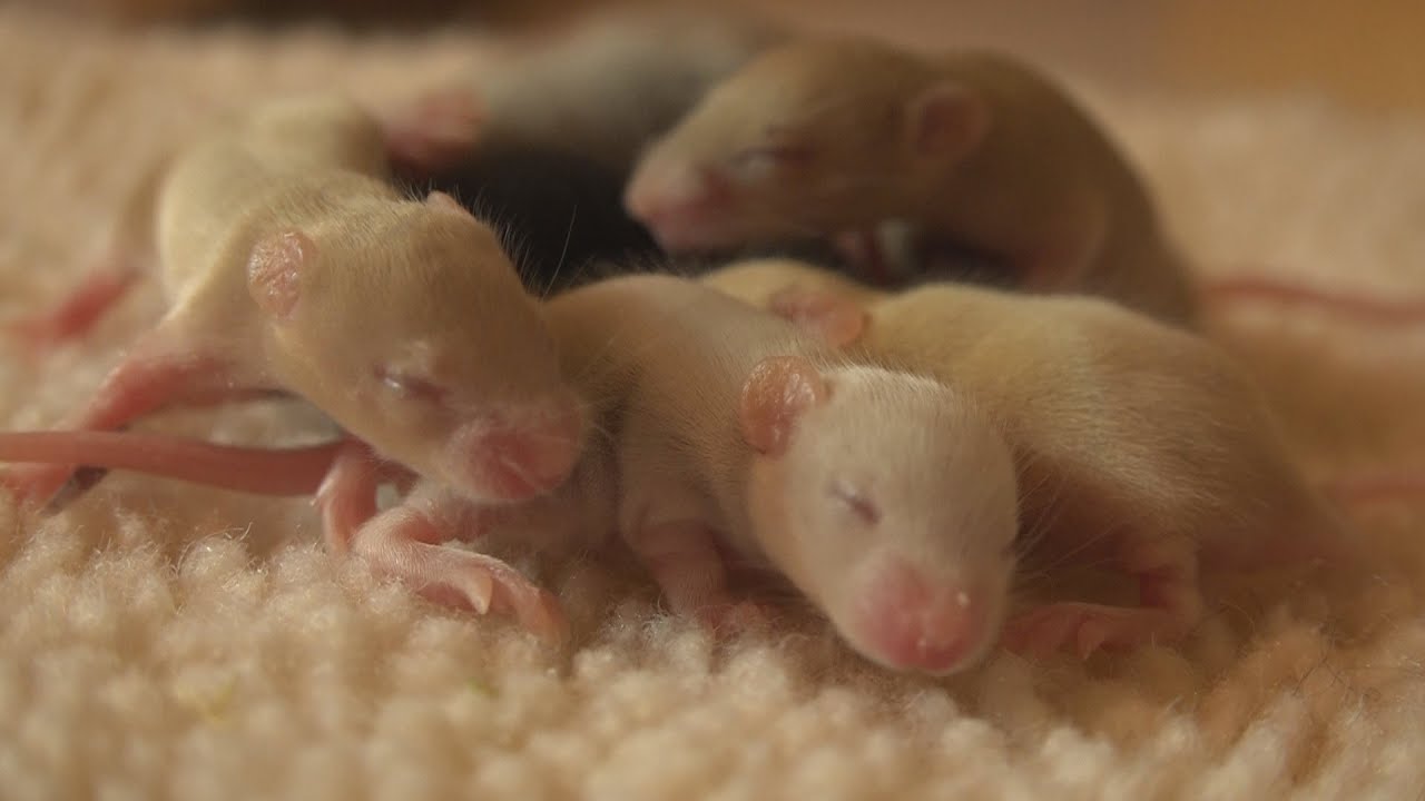 Clumping Behavior in Baby Mice