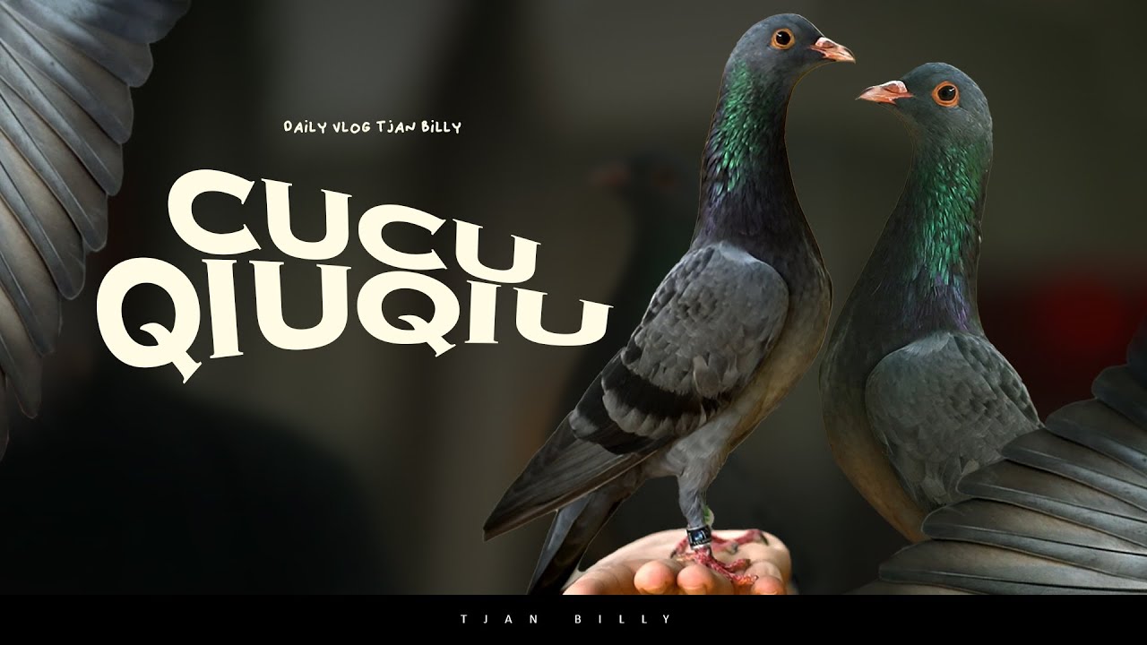 SILANGAN TERBARU MERPATI ANAK QIUQIU X ANAK MANCHESTER