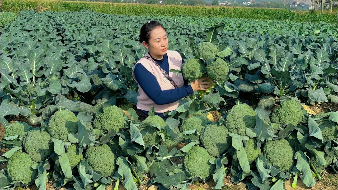 Harvest cauliflower to sell at the market - take care of the vegetable garden