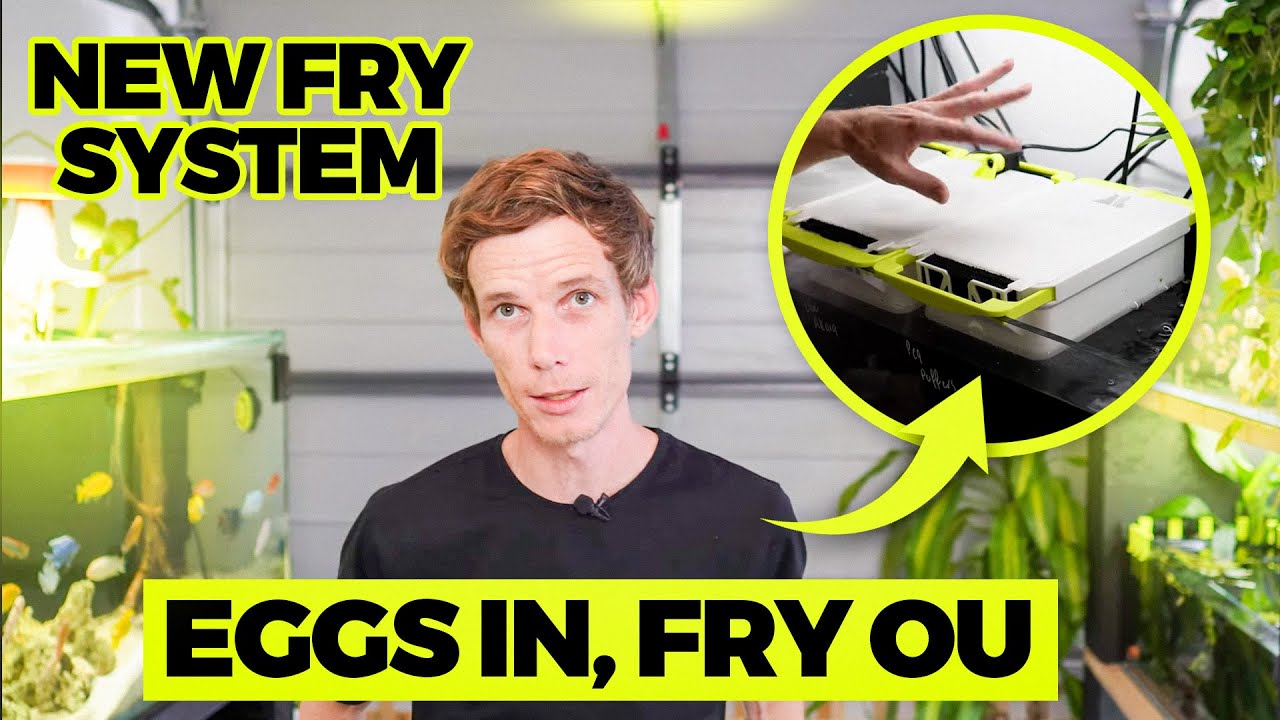 Effortless Fish Breeding with Our FRY INCUBATION & GROW-OUT Tray | Scapefin