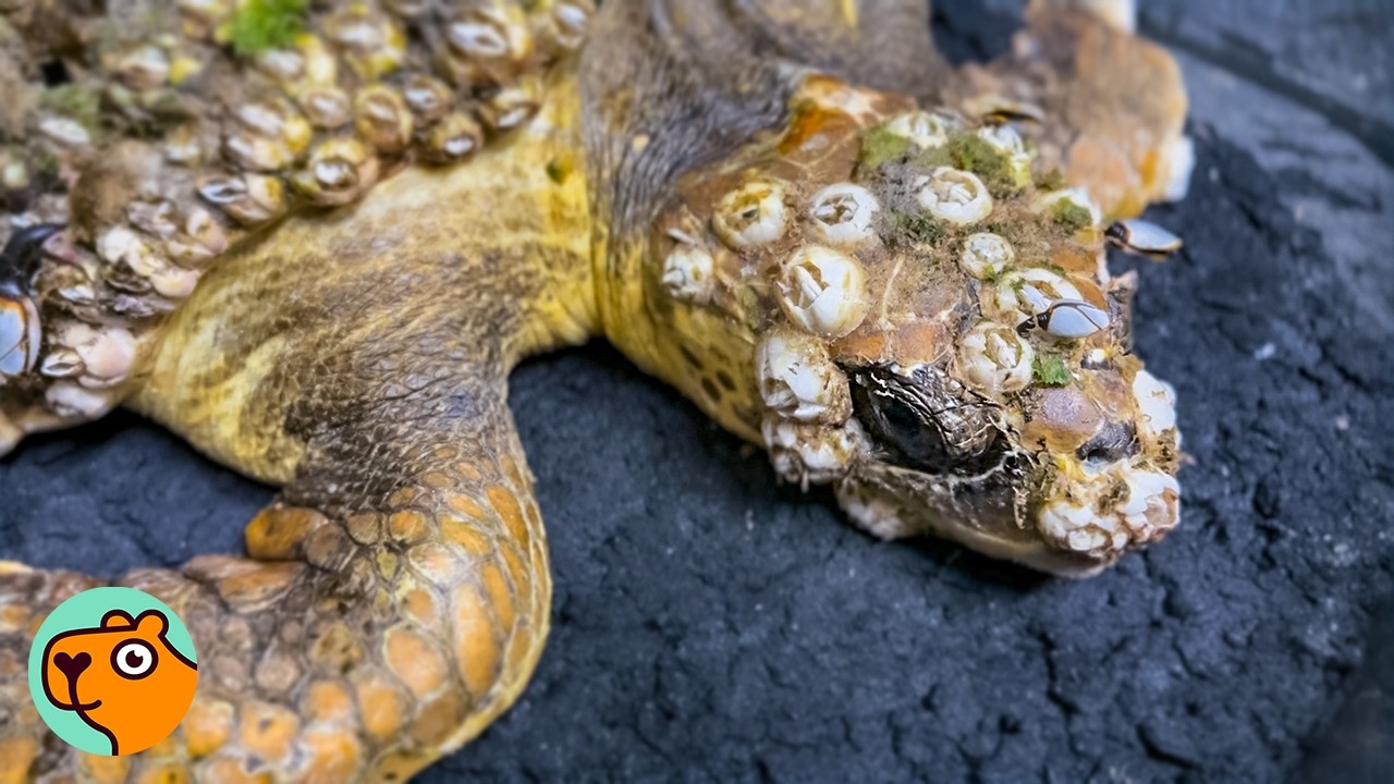 Turtle Covered in Hundreds of Barnacles Makes a Miracle Recovery | Best Stories 2025 Pt.1