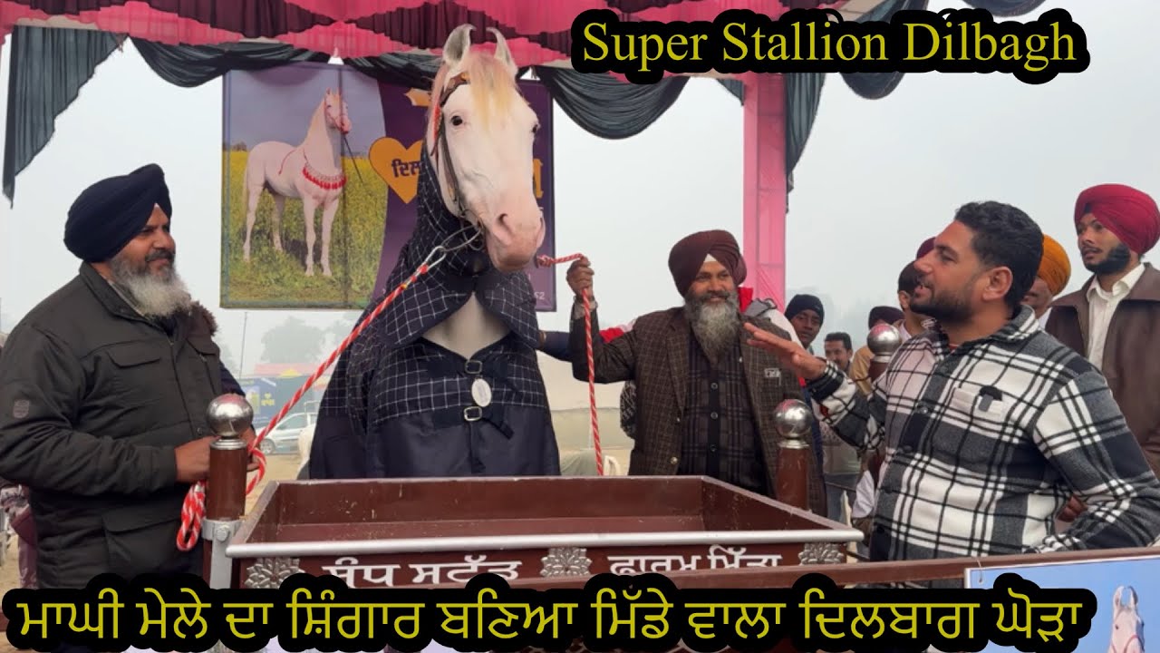 Super Stallion Dilbagh ਮਾਘੀ ਮੇਲੇ ਦਾ ਸ਼ਿੰਗਾਰ ਬਣਿਆ ਮਿੱਡੇ ਵਾਲਾ ਦਿਲਬਾਗ ਘੋੜਾ #muktsarhorsemandi2026 